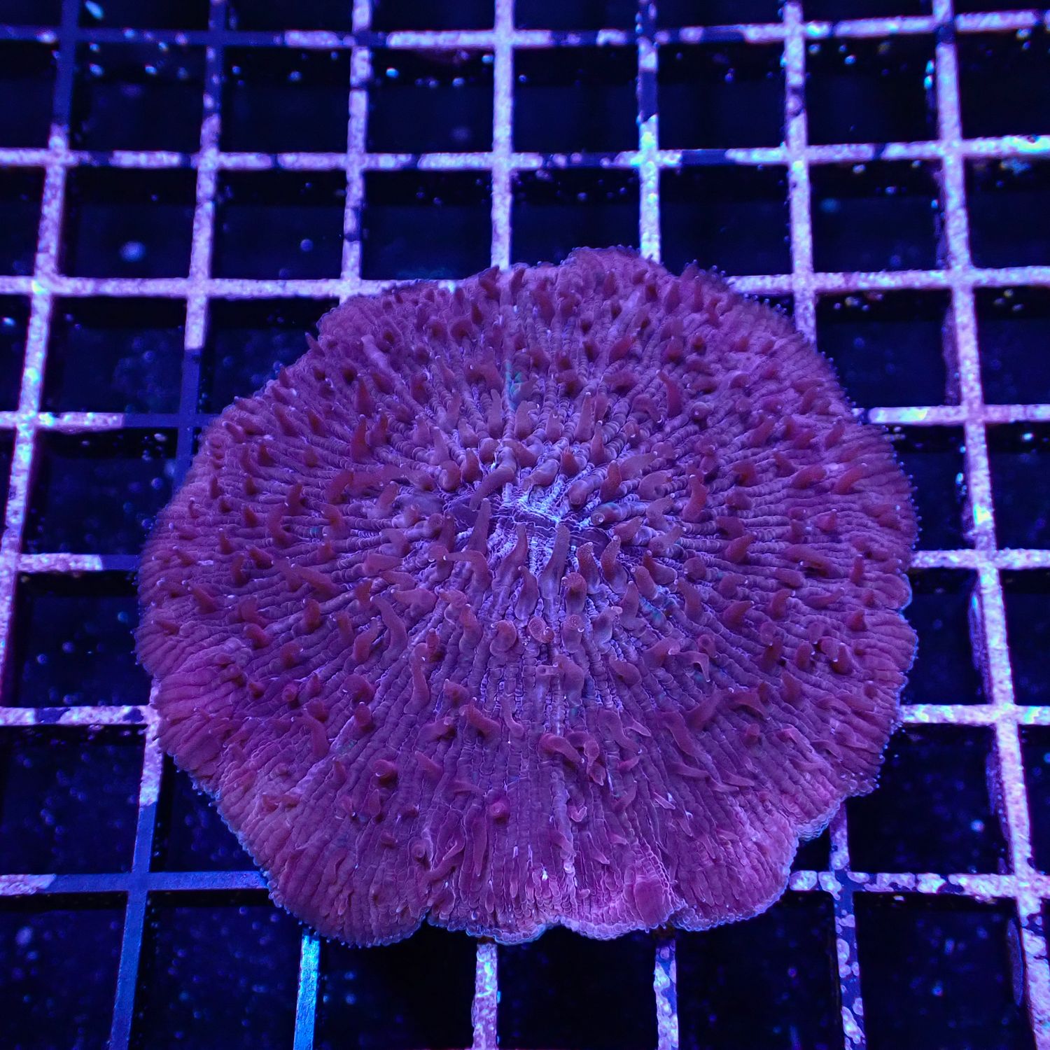 Red Plate Coral (Fungia Spp.)