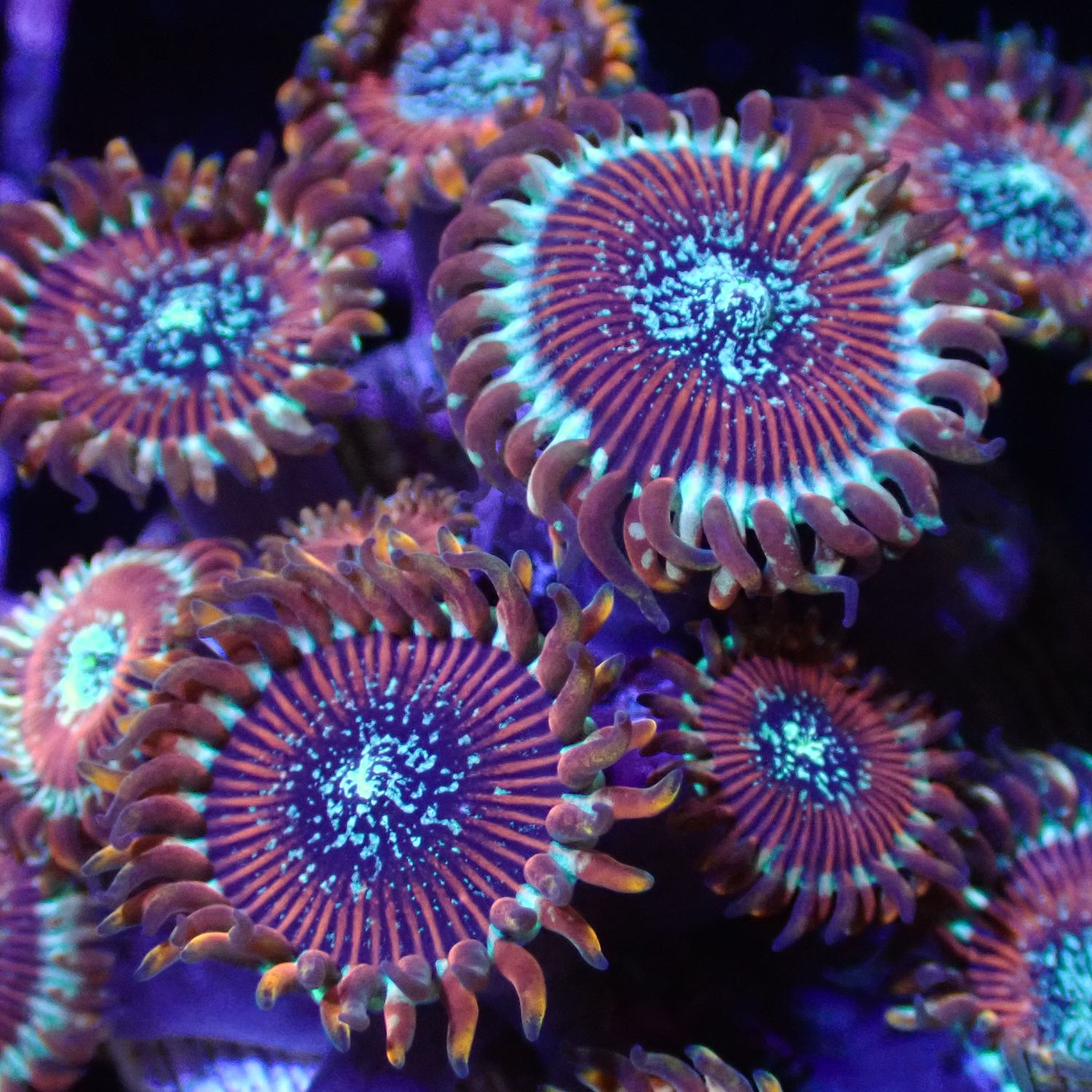 Red Magician Zoa 6-7 Heads (Zoanthus Spp.)