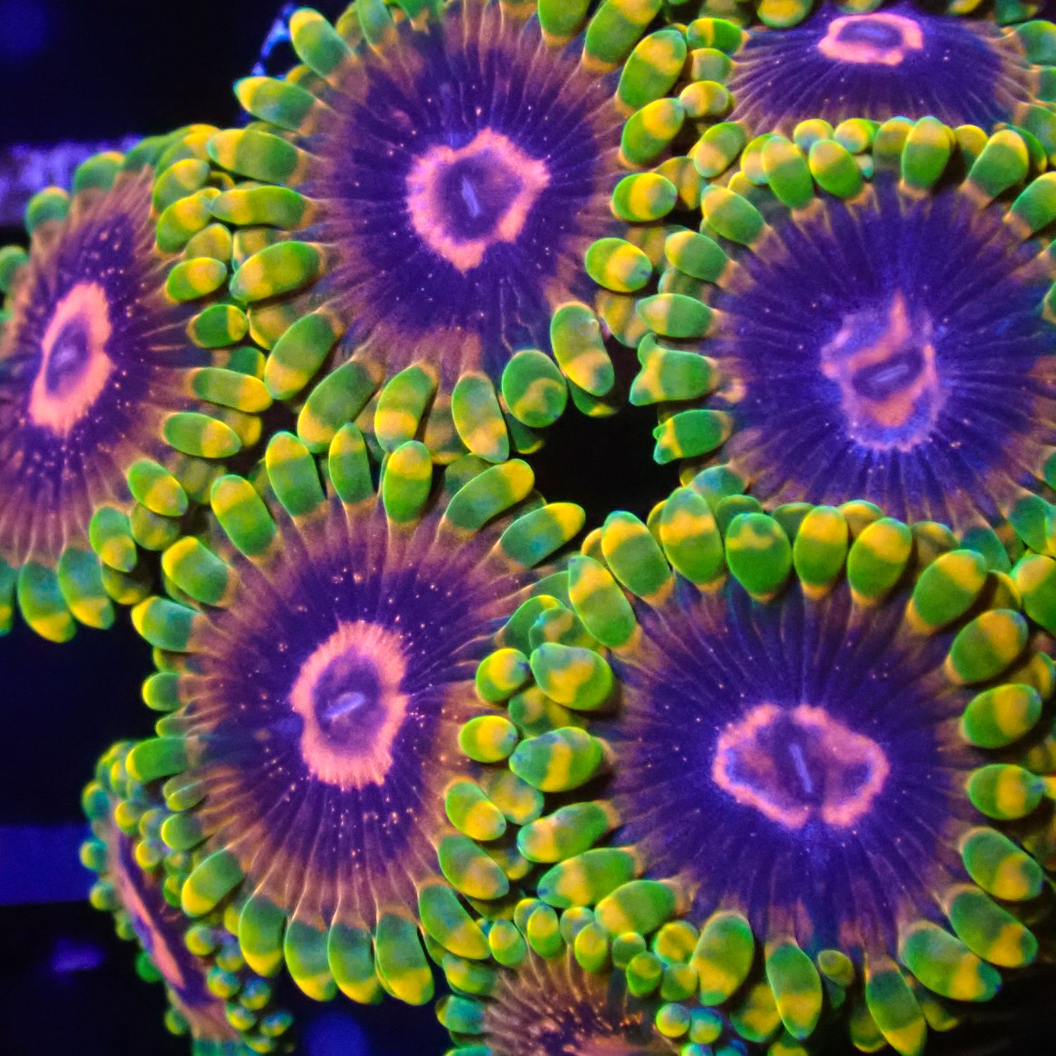 Jedi Mindtrick Zoa Per Polyp (Zoanthid Sp.)