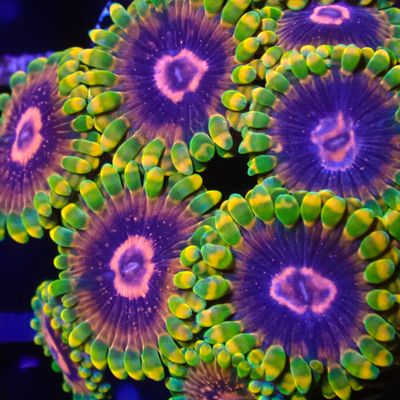 Jedi Mindtrick Zoa Per Polyp (Zoanthid Sp.)
