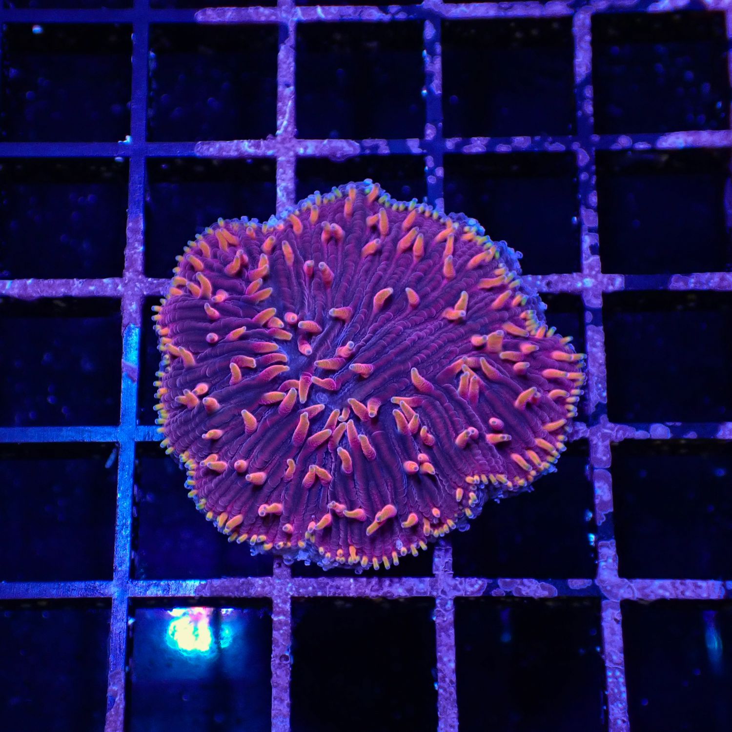 Red With Orange Tentacle Hairy Plate Coral (Fungia Spp.)