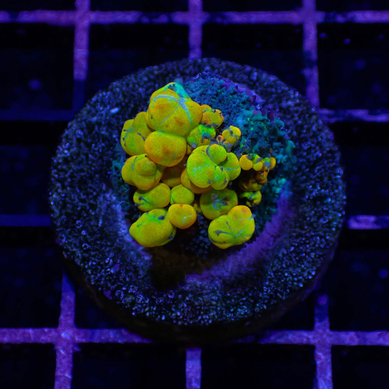 OG Bounce - WYSIWG 2 (Rhodactis Spp.)