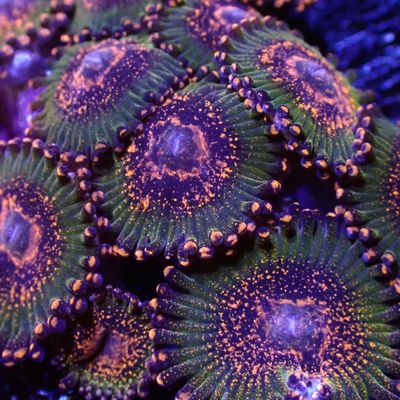 JF Ass Krak Per Polyp (Zoanthid Sp.)