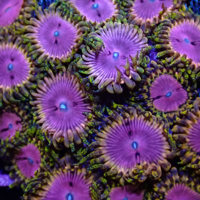 Pink Diamond Per Polyp (Zoanthid Spp.)