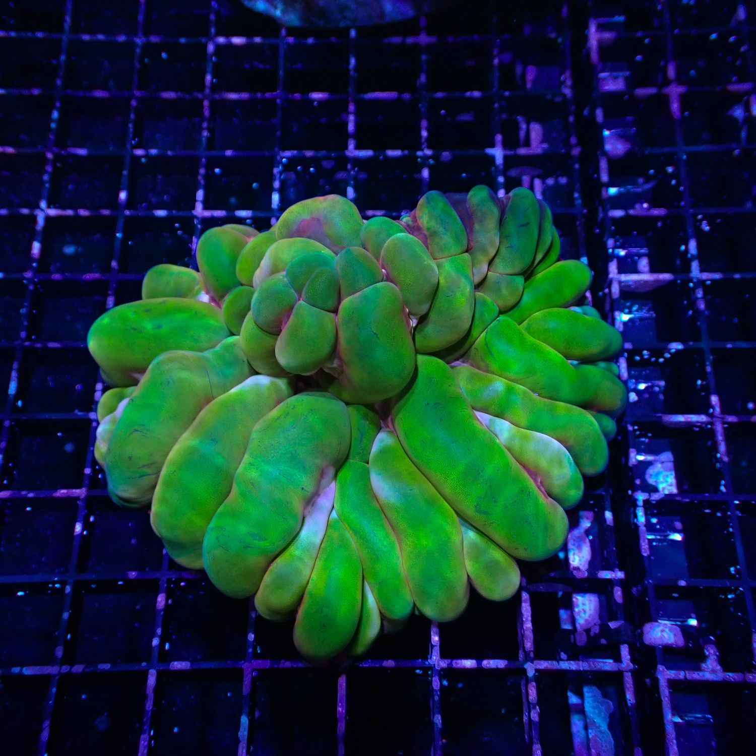 Green and Pink Cynarina (Cynarina Lacrymalis)