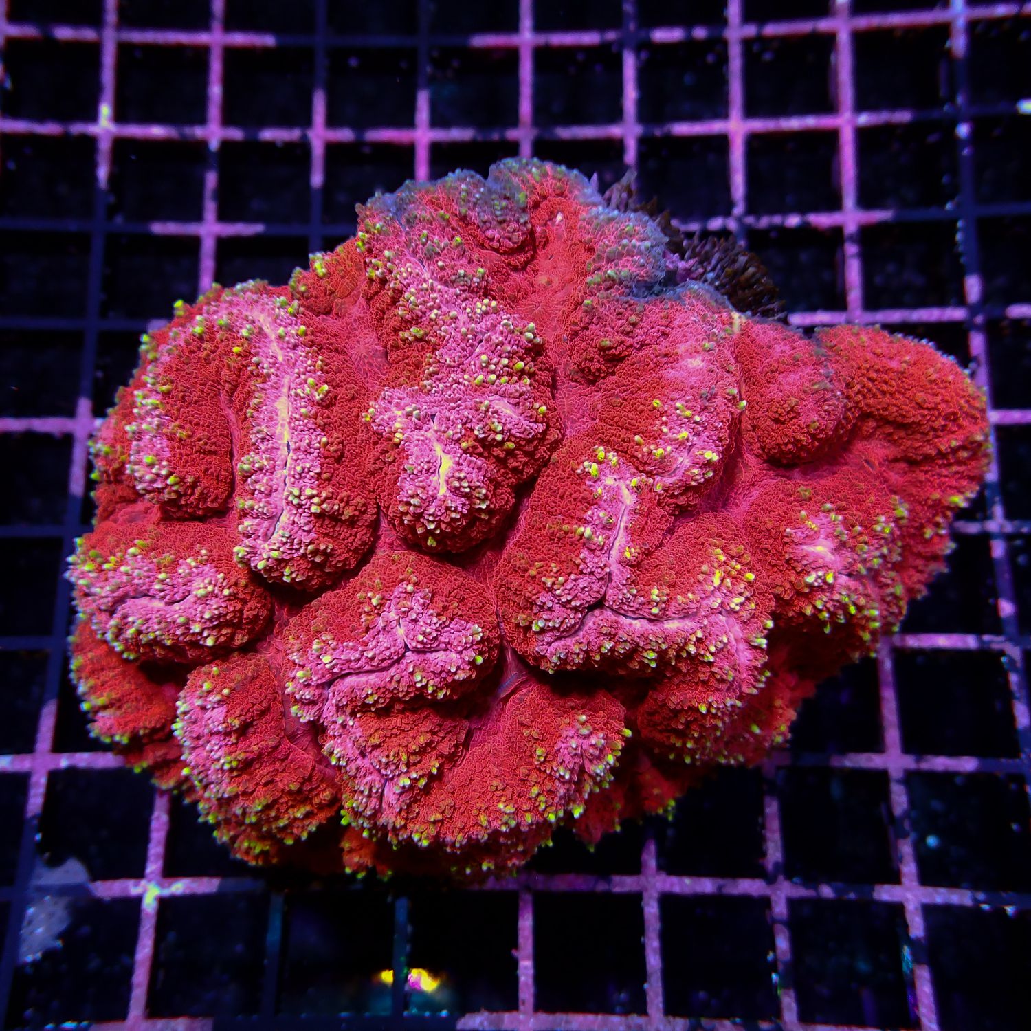 Red Lobo Brain Coral (Lobophyllia Spp.)