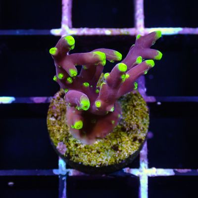 Green Deep Sea Acro - Frag (Acropora Carduus)