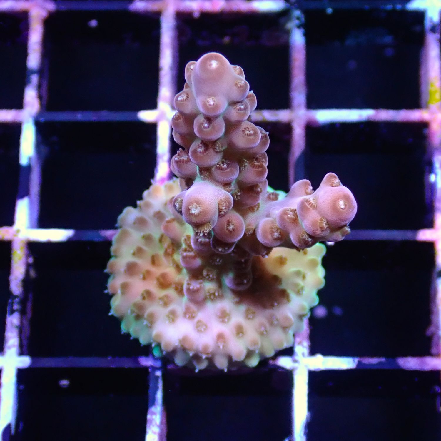 Pink Granulosa - Frag (Acropora Granulosa)