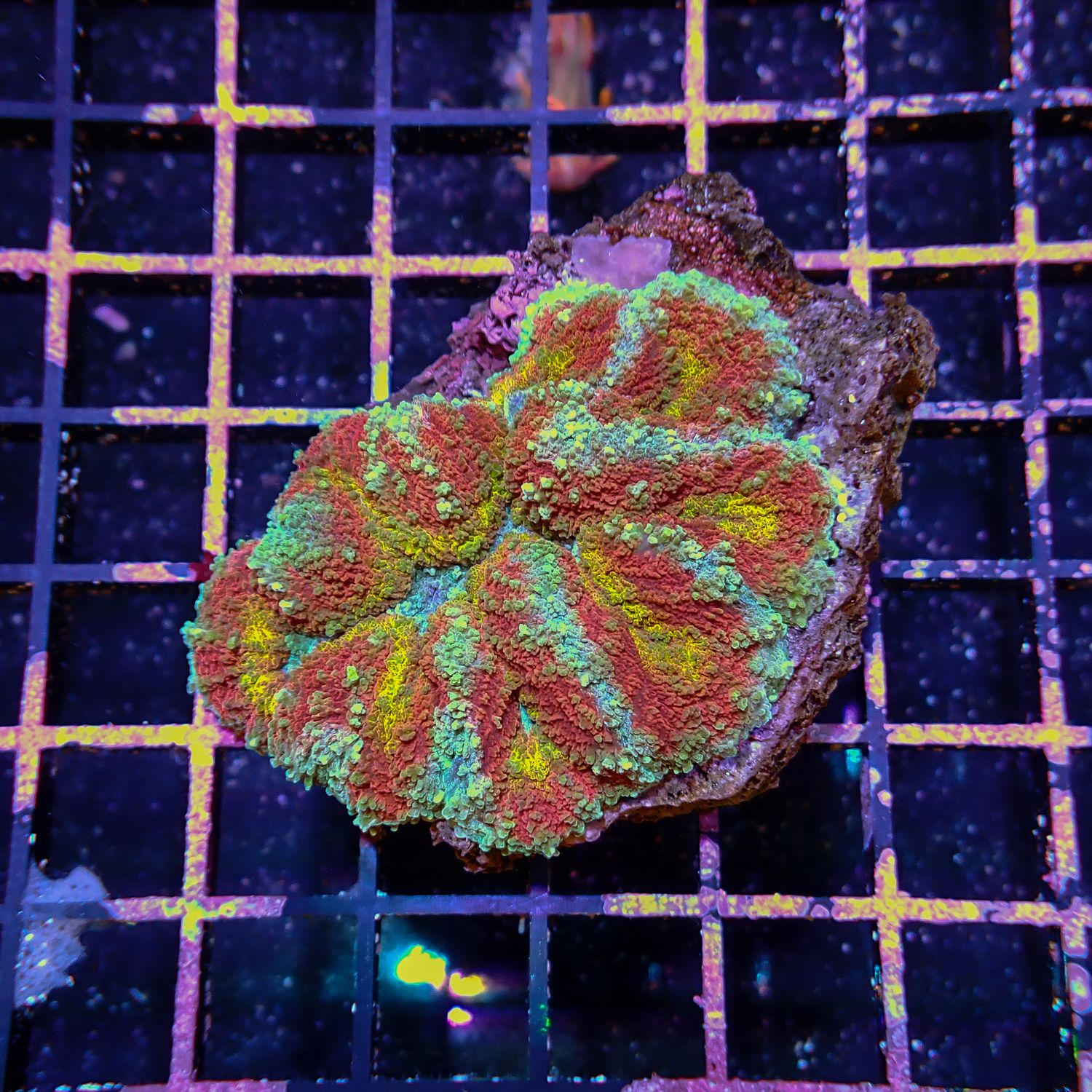 Rainbow Lobo Brain (Lobophyllia Spp.)