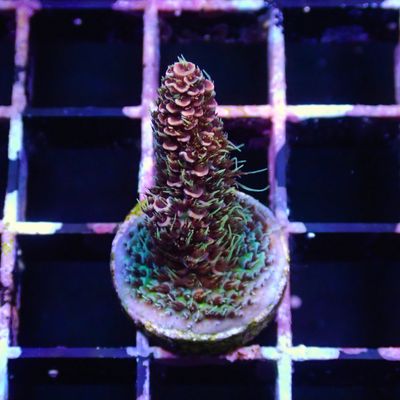 Rainbow Millepora - Frag (Acropora Millepora)