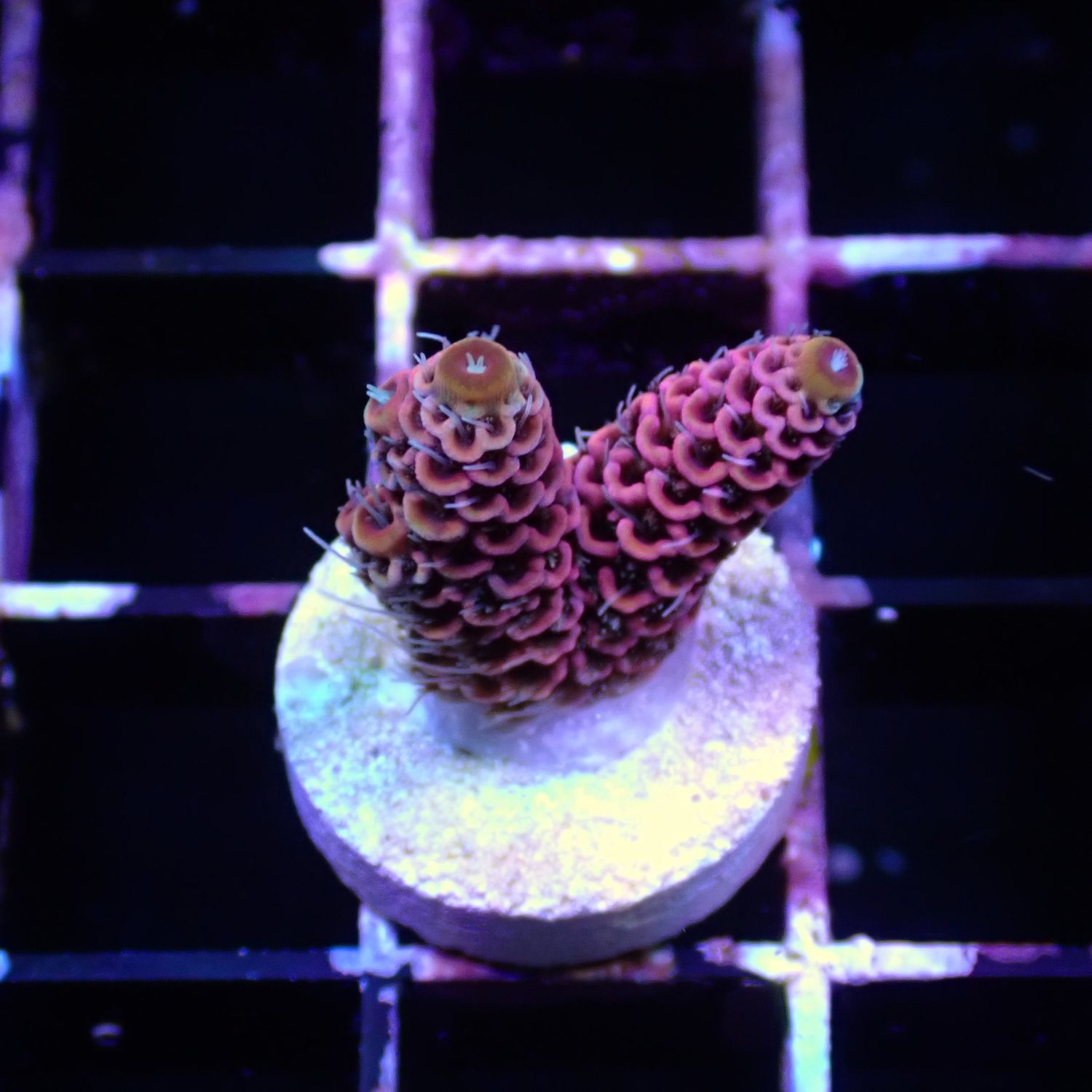 Bubble Gum Millepora - Frag (Acropora Millepora)
