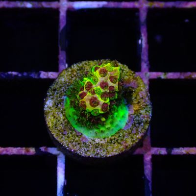 Rainbow Splice - WYSIWG 3 Red (Acropora Millepora)