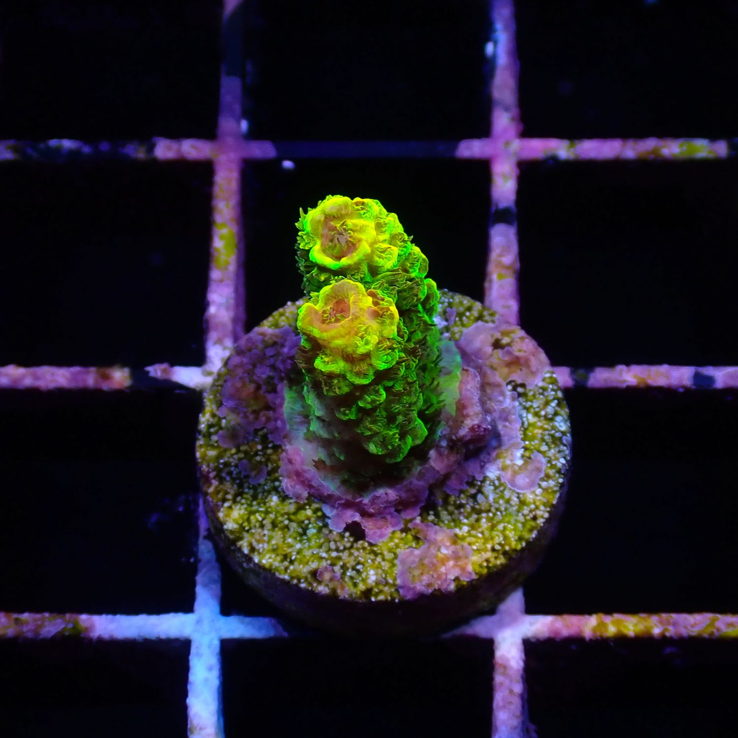 Rainbow Splice - WYSIWG 2 Red (Acropora Millepora)