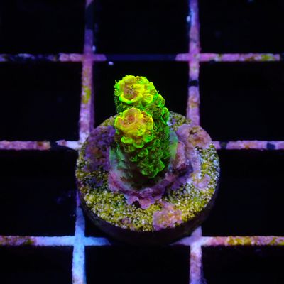 Rainbow Splice - WYSIWG 2 Red (Acropora Millepora)