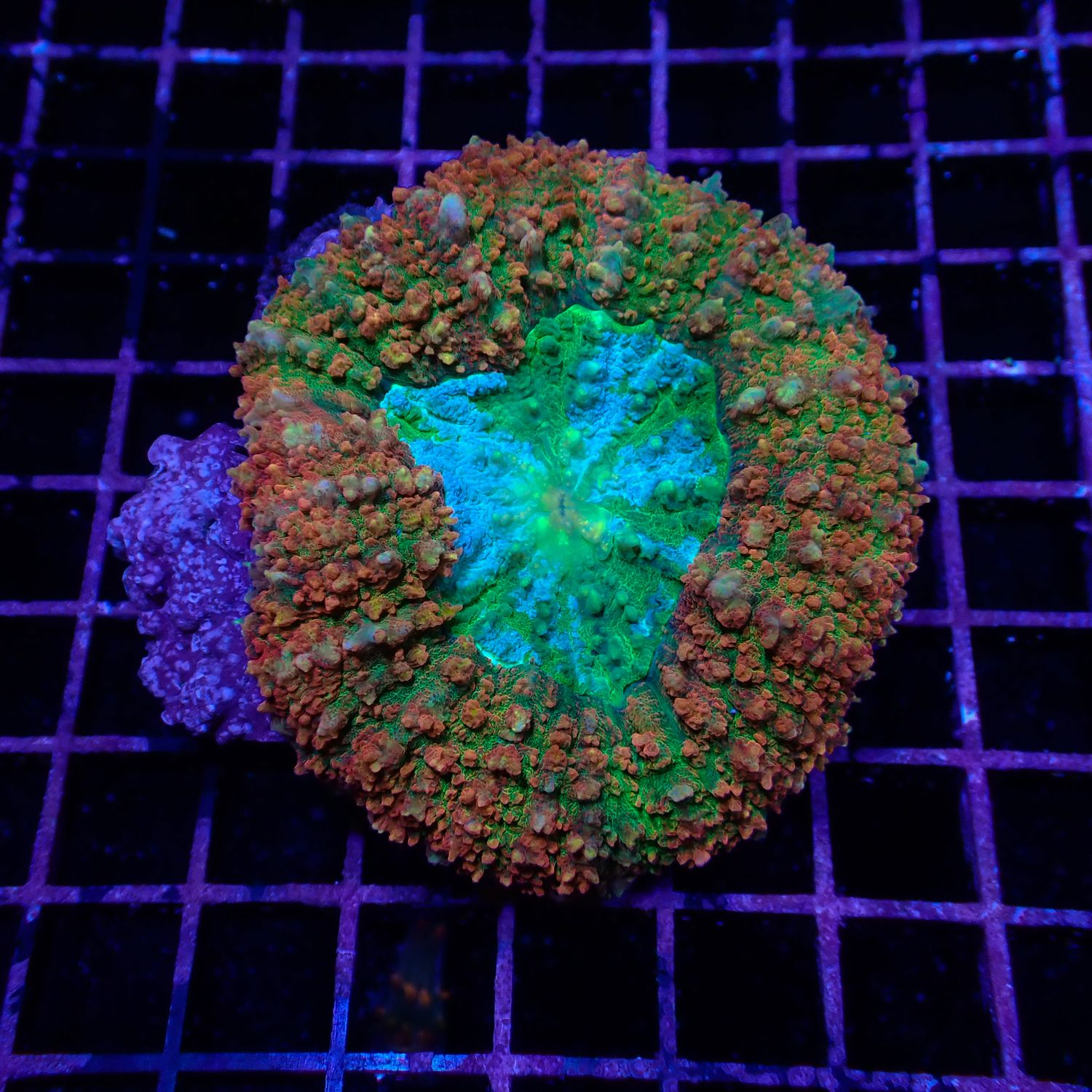 Orange Green Lobo (Lobophyllia Spp.)