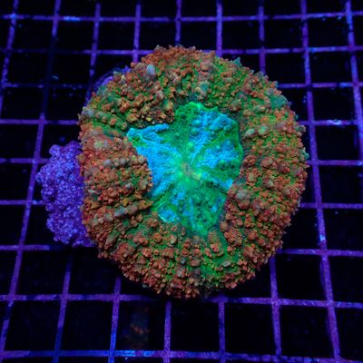 Orange Green Lobo (Lobophyllia Spp.)