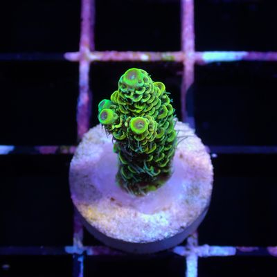 Yellow Green Millepora - Frag (Acropora Millepora)