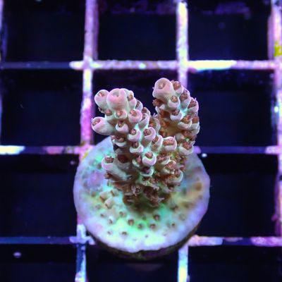 Blue W/ Pink Tips Pulchra - Frag (Acropora Pulchra)