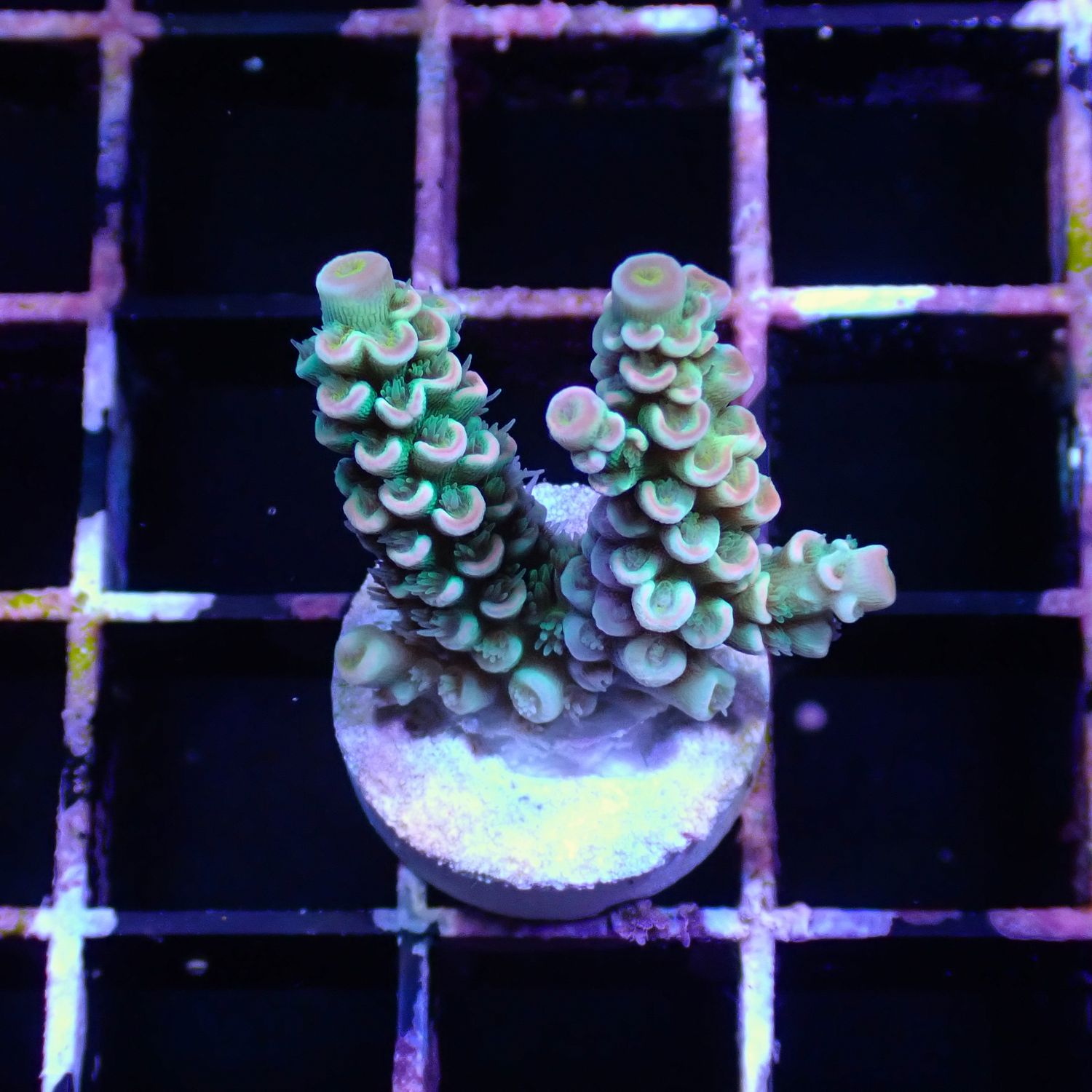Blue W/ Pink Tips Tenius - Frag (Acropora Tenius)