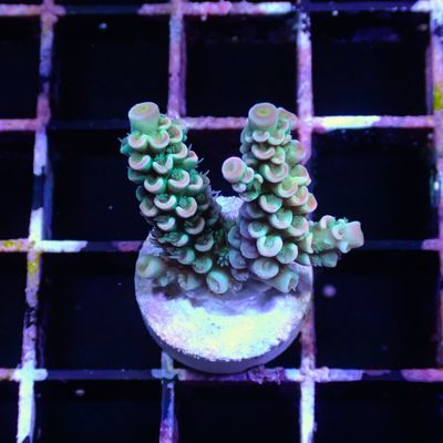 Blue W/ Pink Tips Tenius - Frag (Acropora Tenius)