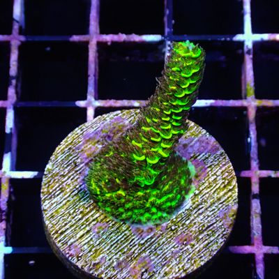 Rainbow Splice - WYSIWG 1 (Acropora Millepora)