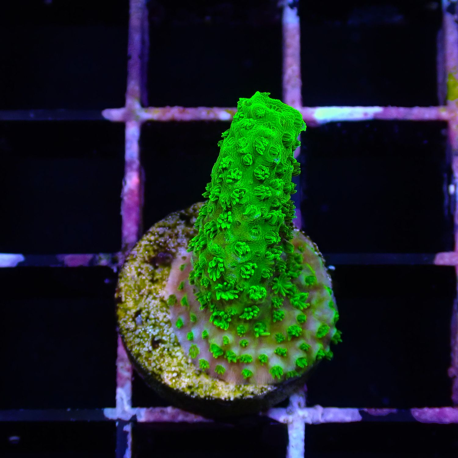 Bali Green Slimer - Frag (Acropora Yongei)