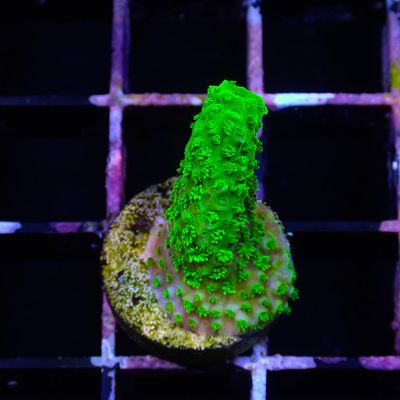Bali Green Slimer - Frag (Acropora Yongei)