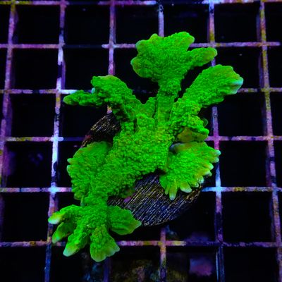 Elkhorn - Frag (Acropora Palmata)
