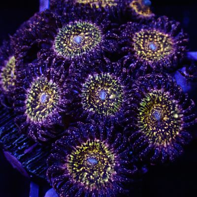 JF Frankies Acid Trip - Per Polyp (Zoanthid Spp.)