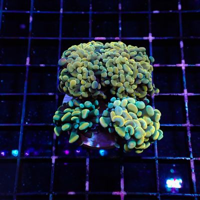 Hammer - Mini Garden (euphyllia Paraancora)