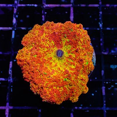 Ultra Jawbreaker Mushroom 1 (Discosoma Spp.)
