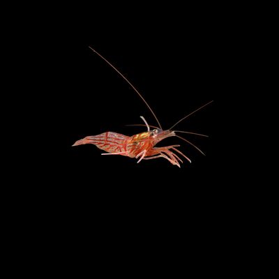 Peppermint Shrimp (Lysmata Wurdemanni)