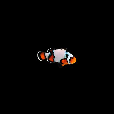 Black Ice Clownfish (Ocellaris Sp.)