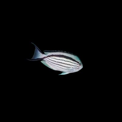Lamarck&#39;s Angelfish (Genicanthus Lamarck)