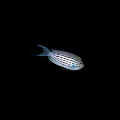 Lamarck's Angelfish (Genicanthus Lamarck)