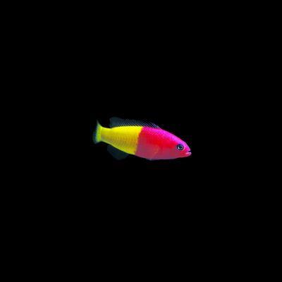 Royal Dottyback (Pictichromis paccagnellae)