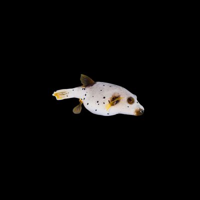 Dog Face Puffer (Arothron nigropunctatus)