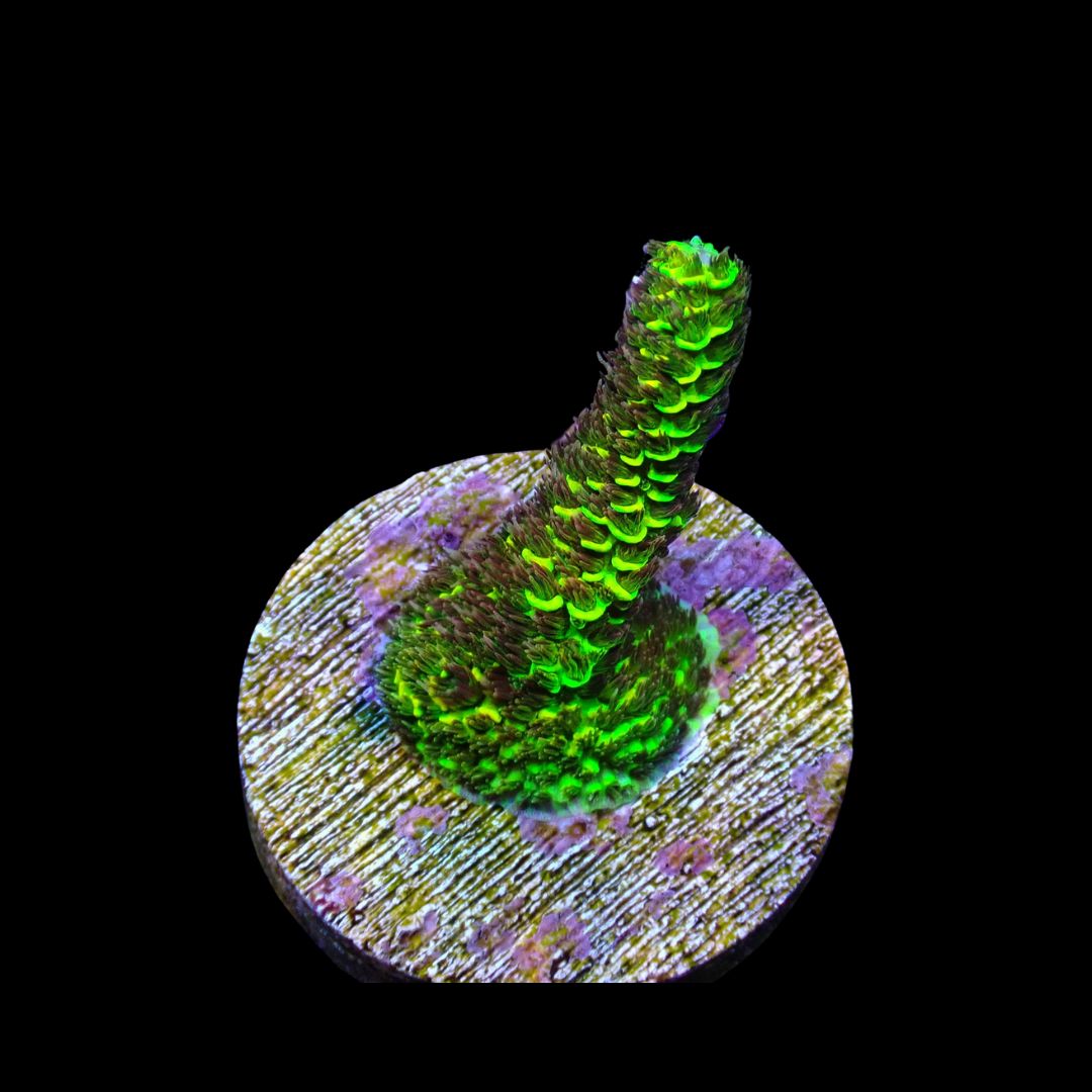 Rainbow Splice - WYSIWG 1 (Acropora Millepora)
