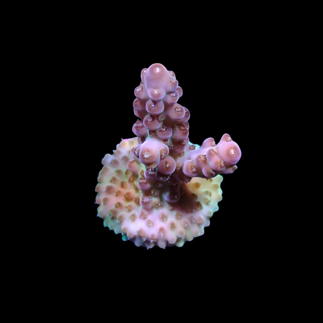 Pink Granulosa - Frag (Acropora Granulosa)