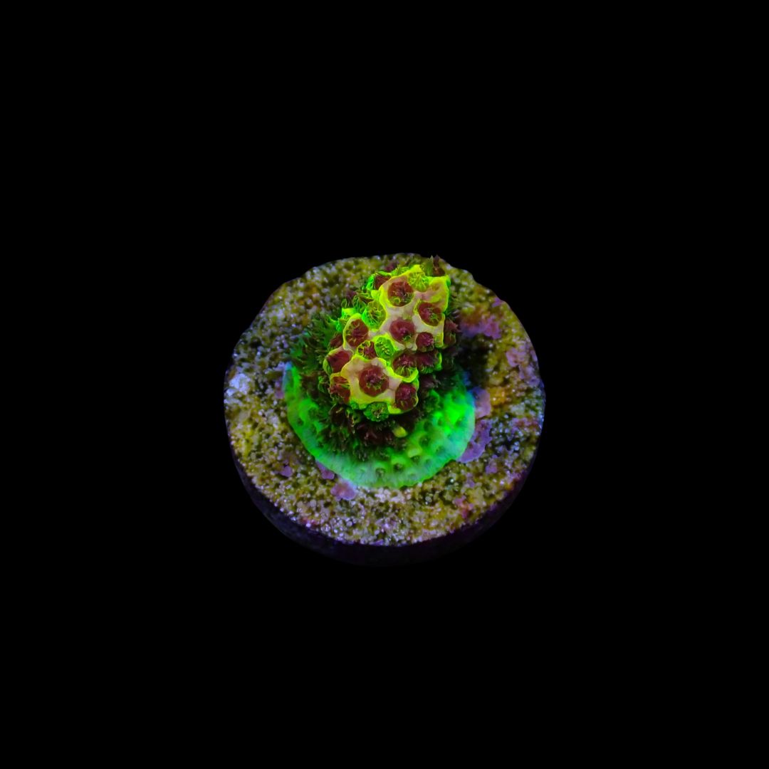 Rainbow Splice - WYSIWG 3 Red (Acropora Millepora)