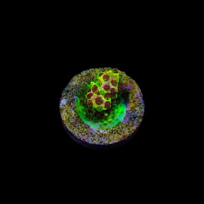 Rainbow Splice - WYSIWG 3 Red (Acropora Millepora)