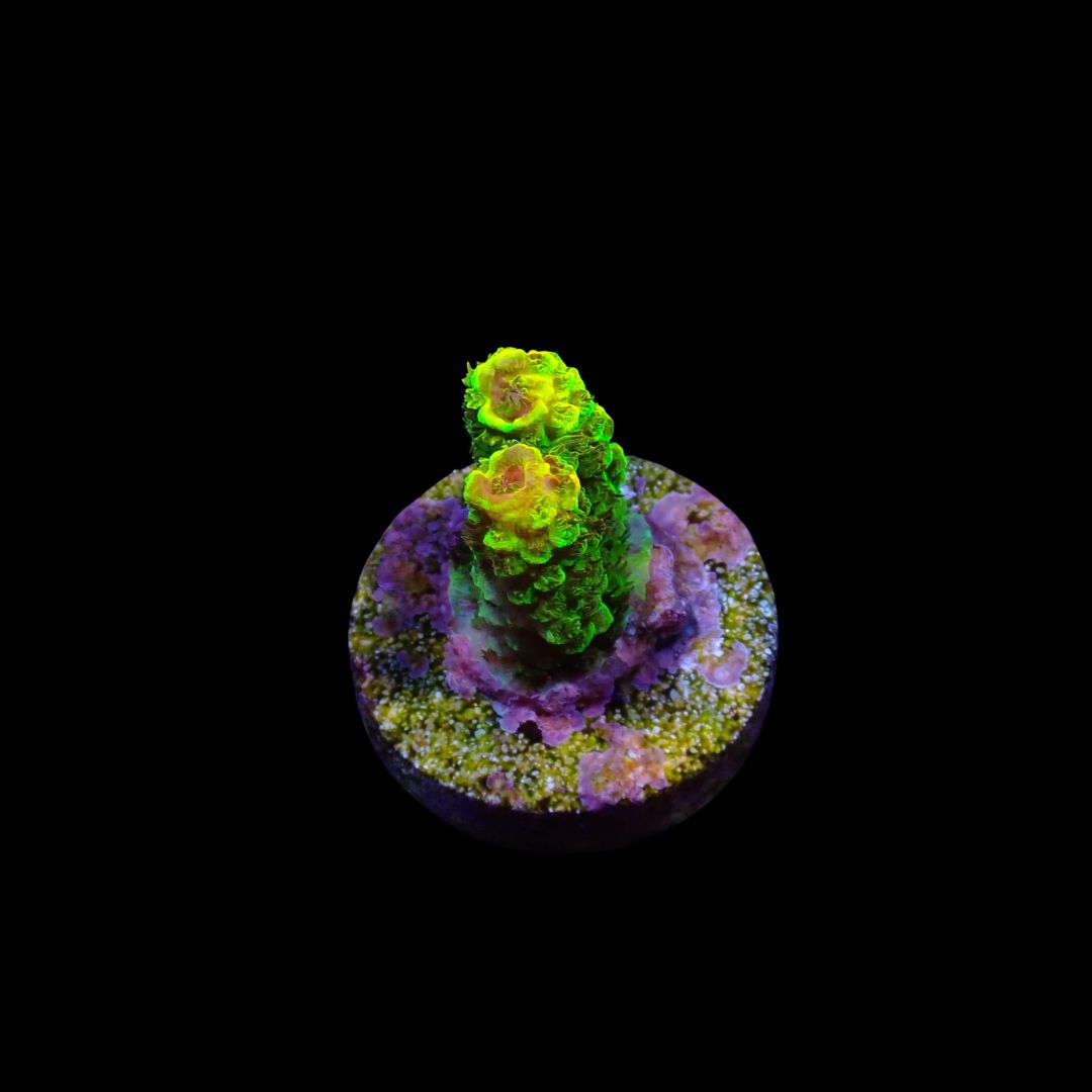 Rainbow Splice - WYSIWG 2 Red (Acropora Millepora)