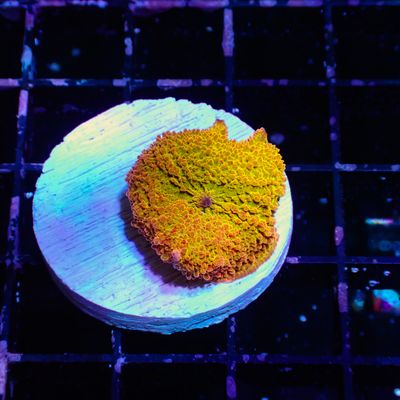 Ultra Jawbreaker Mushroom 2 (Discosoma Spp.)
