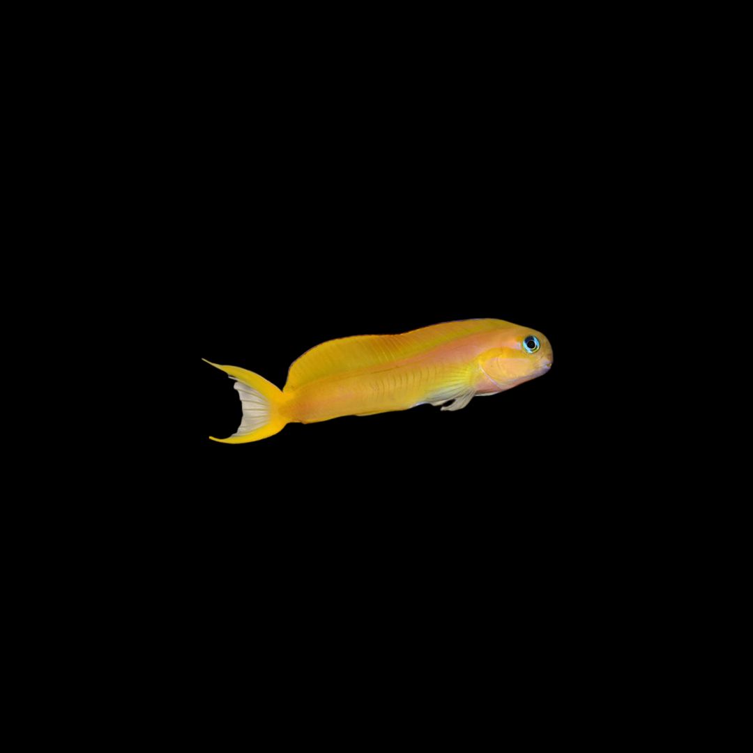 Midas Blenny Maldives (Ecsenius Midas)