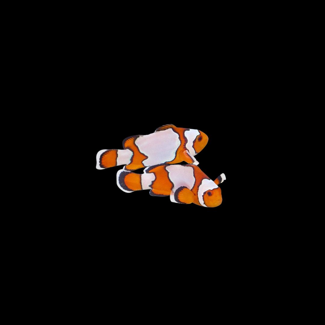 Snowflake Clownfish (Ocellaris Sp.)