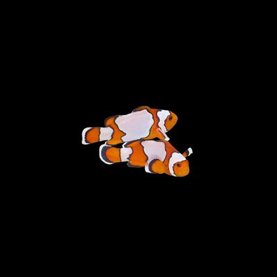 Snowflake Clownfish (Ocellaris Sp.)