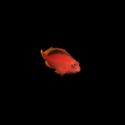 Flame Hawkfish (Neocirrhites armatus)