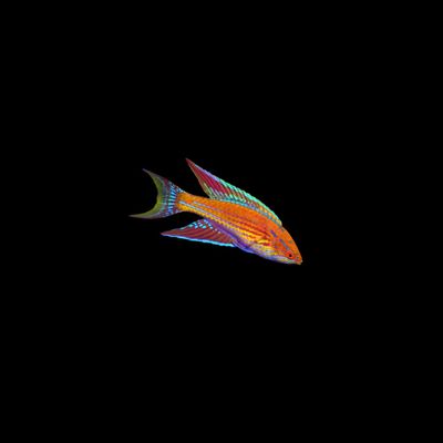 Royal Flasher Wrasse