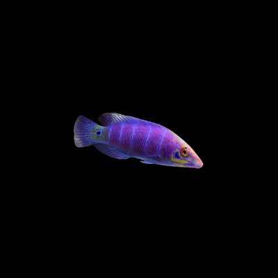 Mystery Wrasse (Pseudocheilinus Ocellatus)