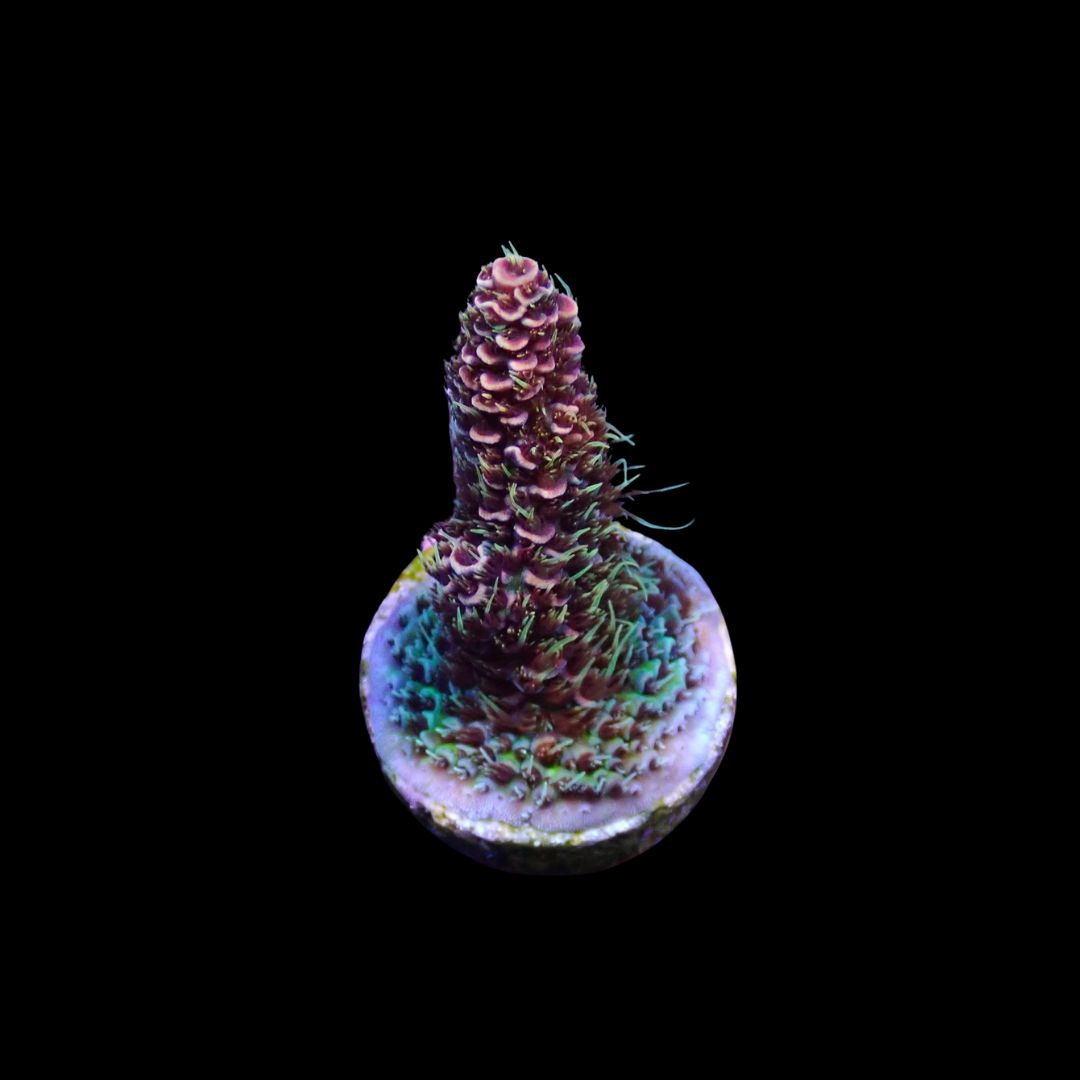 Rainbow Millepora - Frag (Acropora Millepora)